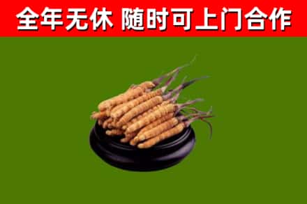 通城县回收散虫草